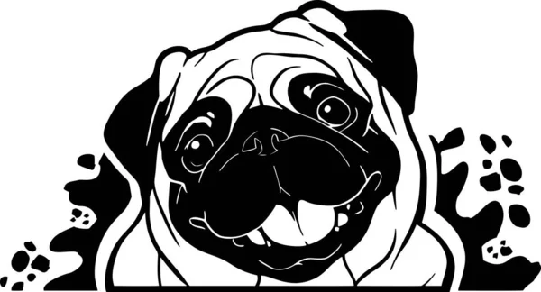 Funny Pug Peeking Dog - head isolated on white