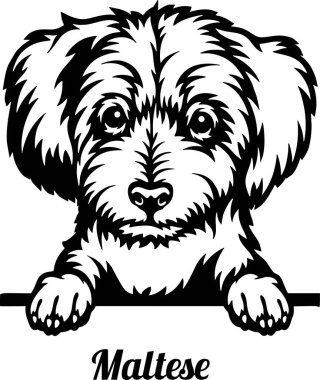 Maltese Röntgenci Köpek - kafası beyaz üzerine izole edilmiş