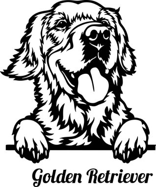 Golden Retriever Röntgenci Köpek - kafası beyaz üzerinde izole