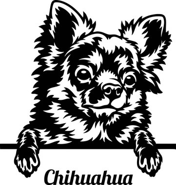 Chihuahua Röntgenci Köpek. Kafası beyazın üzerinde izole edilmiş.