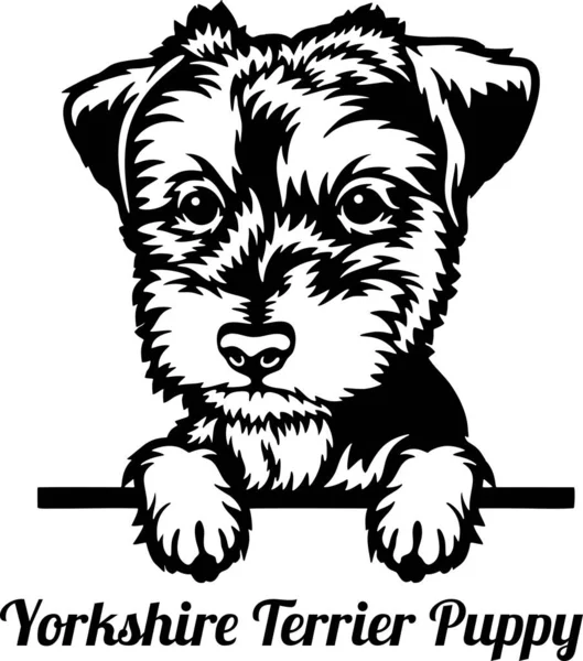 Yorkshire Teriyeri Dikizci Köpek - kafası beyaz üzerinde izole