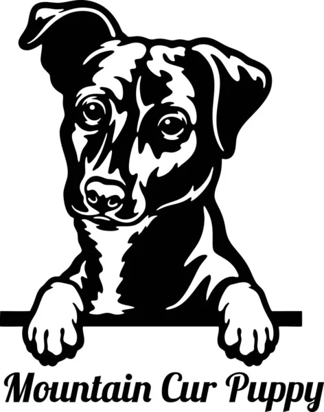 Dağ Köpeği dikizci Köpek - kafası beyaz üzerine izole edilmiş