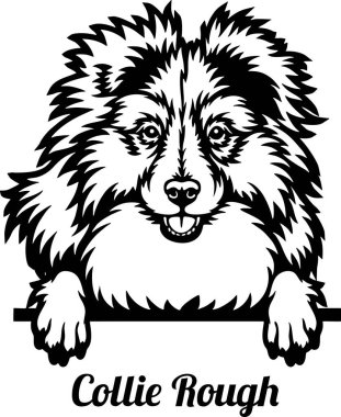 Collie Rough Rough röntgenci köpek - kafası beyazda izole edilmiş