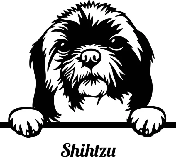 ShihTzu Peeking Dog - cabeza aislada en blanco — Vector de stock