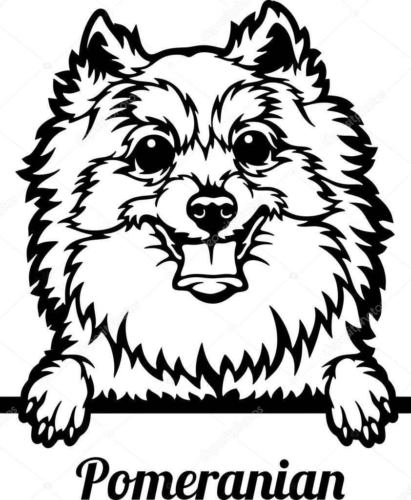 Pomeranian Peeking Dog - head isolated on white - vector stock