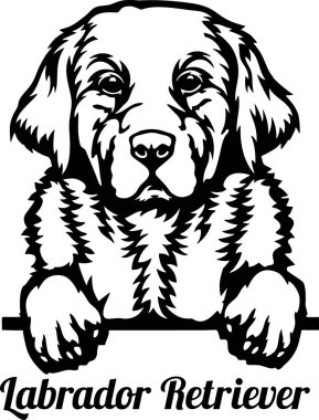 Labrador Retriever Röntgenci Köpek - kafası beyaz üzerine izole edilmiş