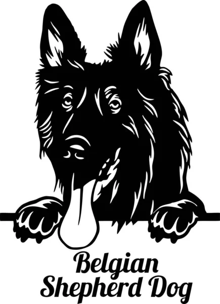 Belgischer Schäferhund Peeking Dog - Kopf isoliert auf weiß — Stockvektor