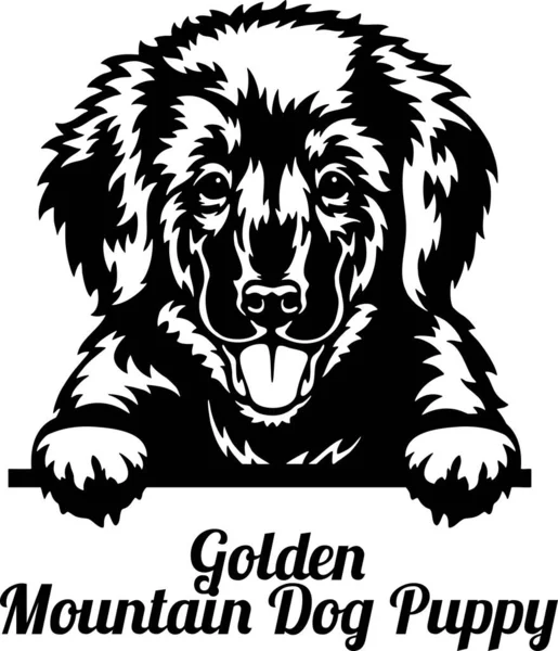 Golden Mountain Dog - Микс. Peeking Dog - голова изолирована на белом — стоковый вектор