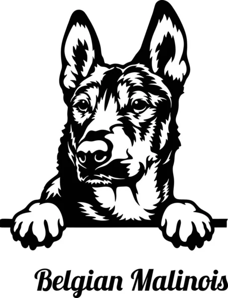 Belçika Malinois Röntgenci Köpeği - kafası beyaz üzerine izole edilmiş