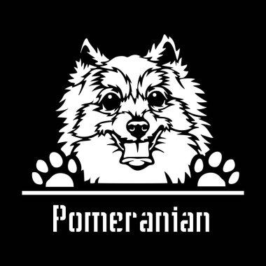 Pomeranya Röntgenci Köpeği - kafası beyaz üzerine izole edilmiş