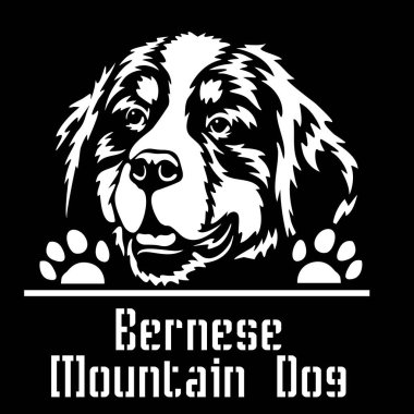 Bernese Dağ Köpeği dikizci Köpek. Kafası beyazların üzerinde izole edilmiş.