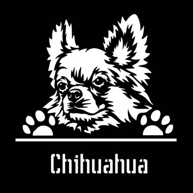 Chihuahua Röntgenci Köpek. Kafası beyazın üzerinde izole edilmiş.