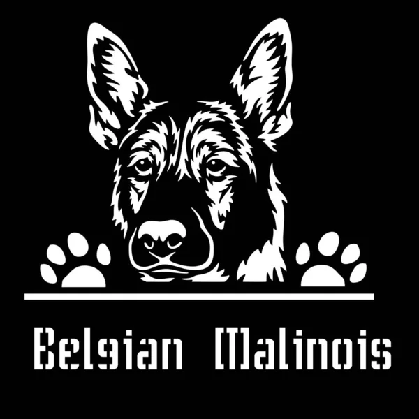 Belga Malinois Peeking Dog - cabeça isolada em branco —  Vetores de Stock