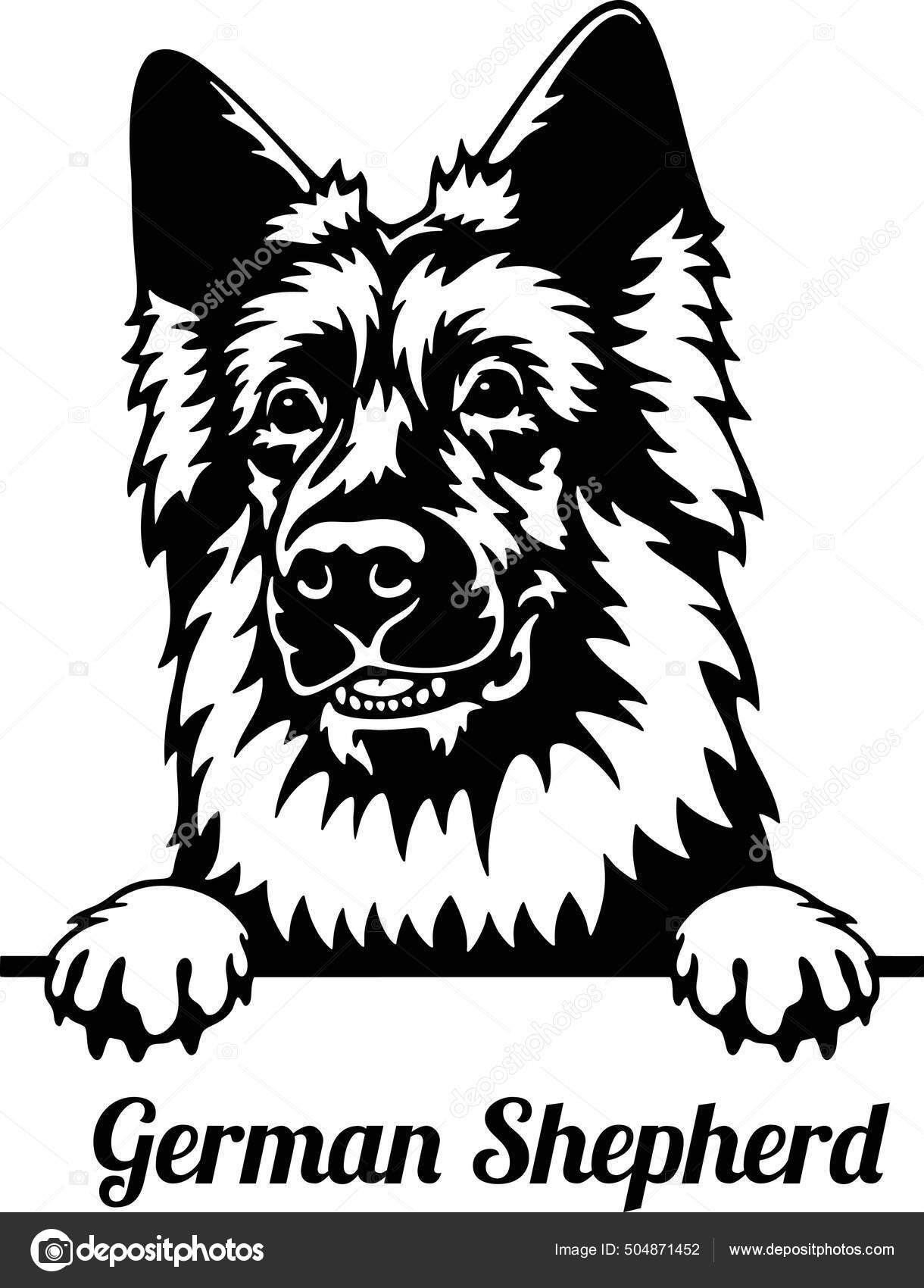 Schäferhund Peeking Dog - Kopf isoliert auf weiß Stock-Vektorbild von  ©Digital-Clipart 504871452, image size:1220x1700