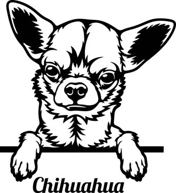 Chihuahua Röntgenci Köpek. Kafası beyazın üzerinde izole edilmiş.