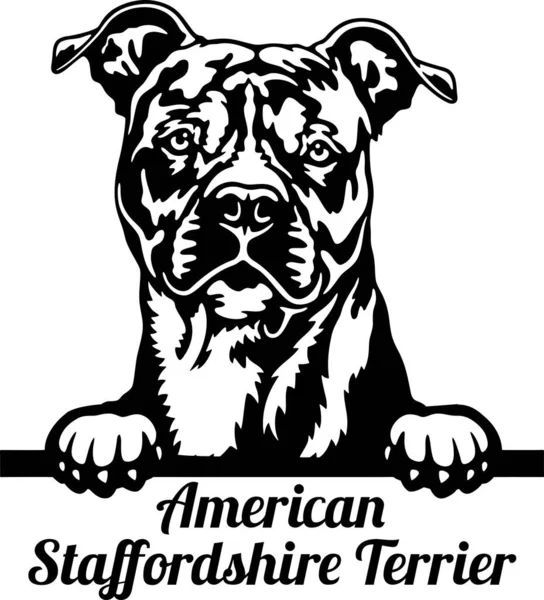 American Staffordshire Terrier Peeking Dog - cap izolat pe alb — Vector de stoc
