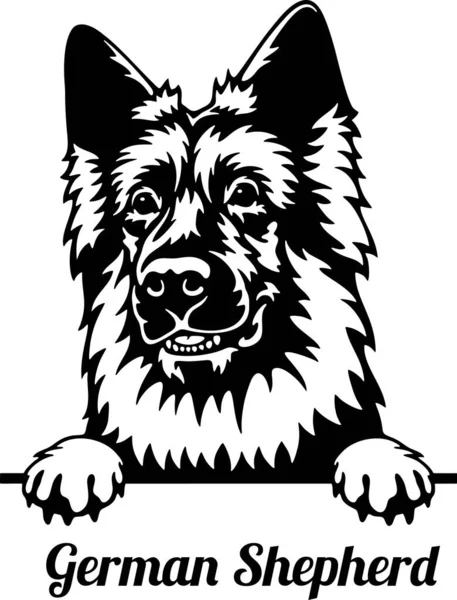 Perro pastor alemán Peeking Dog - cabeza aislada en blanco — Vector de stock