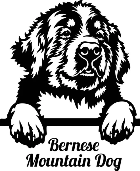 Bernese Dağ Köpeği dikizci Köpek. Kafası beyazların üzerinde izole edilmiş.