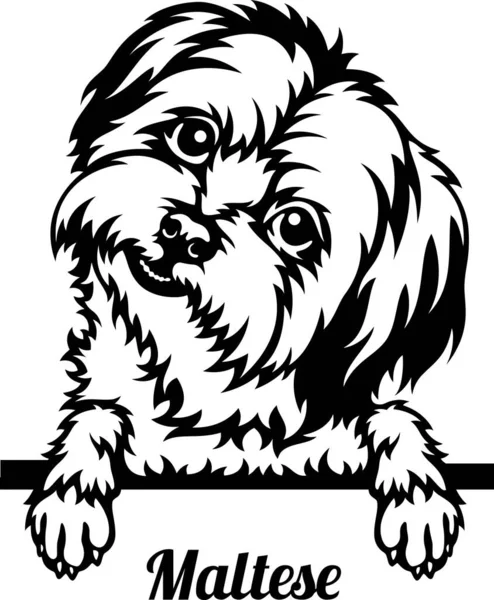 Maltese Röntgenci Köpek - kafası beyaz üzerine izole edilmiş