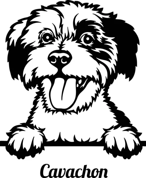 Cavachon Röntgenci Köpek - kafası beyaz üzerinde izole