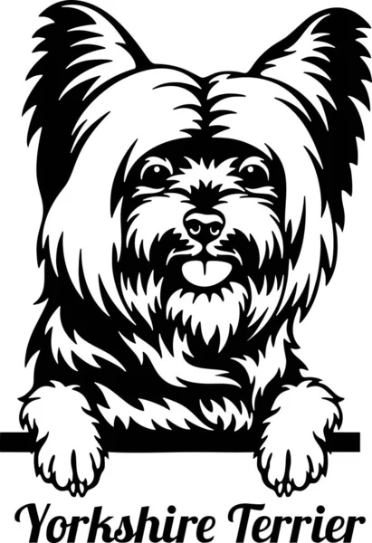 Yorkshire Terrier Peeking Dog - cabeza aislada en blanco Ilustración de stock