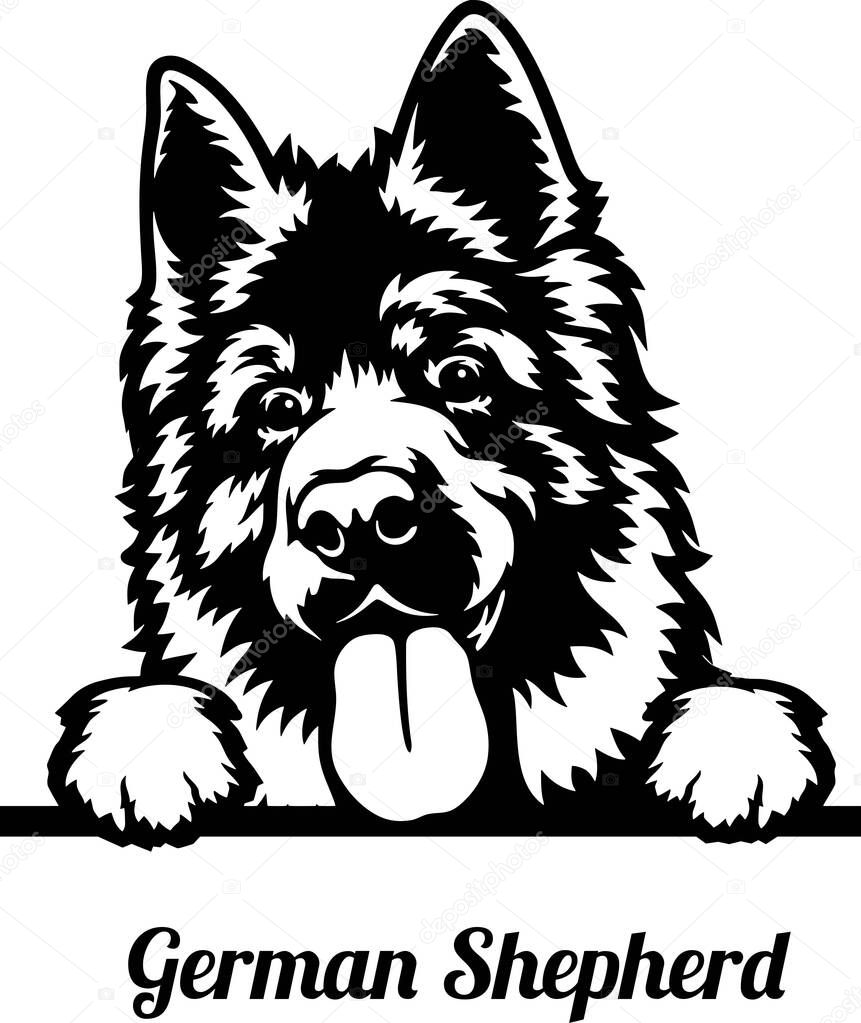 German Shepherd Dog Peeking Dog - head isolated on white - vector stock