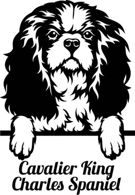 Şövalye Kral Charles Spaniel Dikizci Köpek - kafası beyaz üzerine izole edilmiş