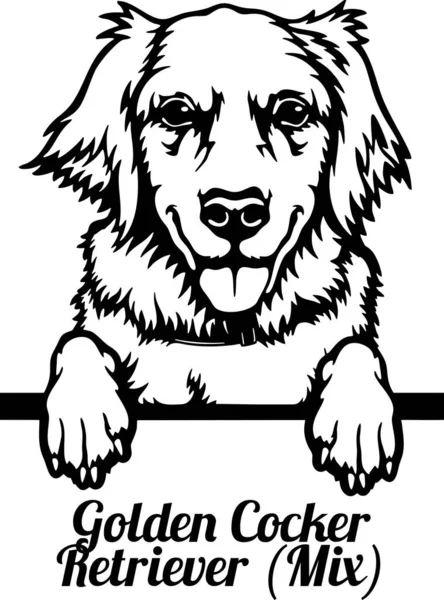 Golden Cocker Retriever Mix Peeking Dog - huvudet isolerat på vit — Stock vektor