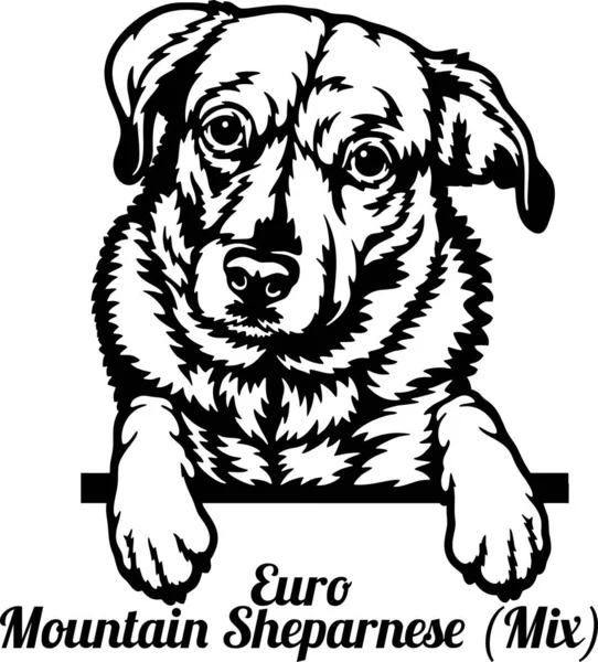 EuroMountain Shparnese, Mix Peeking Dog -頭を白で隔離 — ストックベクタ