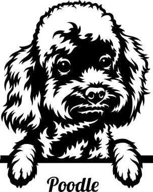 Kaniş dikizci köpek - kafası beyazın üzerinde yalıtılmış