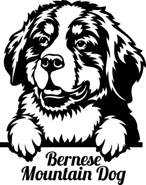 Bernese Dağ Köpeği dikizci Köpek. Kafası beyazların üzerinde izole edilmiş.