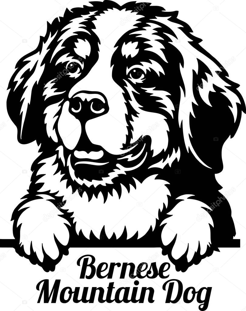Bernese Mountain Dog Peeking Dog - head isolated on white - vector stock