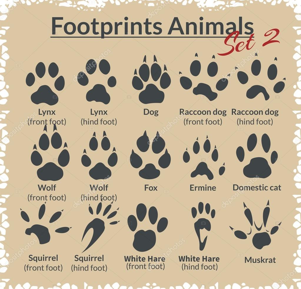 Download Footprints Animals - vector set. — Stock Vector © Digital-Clipart #61355585