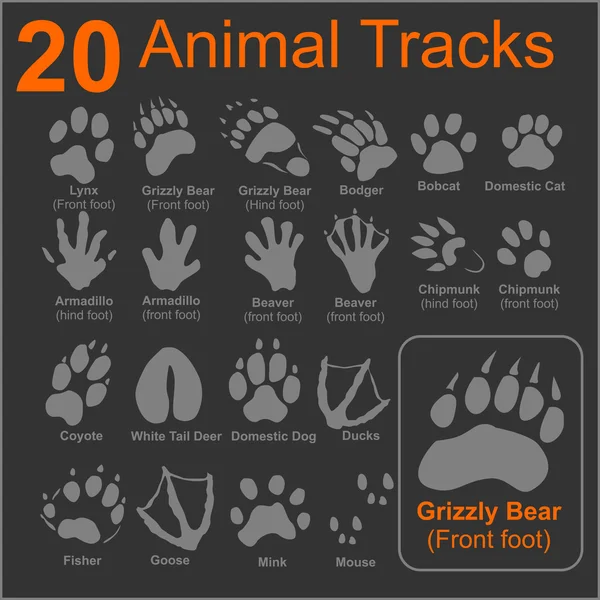 Animals Tracks - vector set Royalty Free Stock Vectors