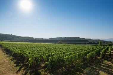 Ihringen, Güney Almanya güzel üzüm peyzaj