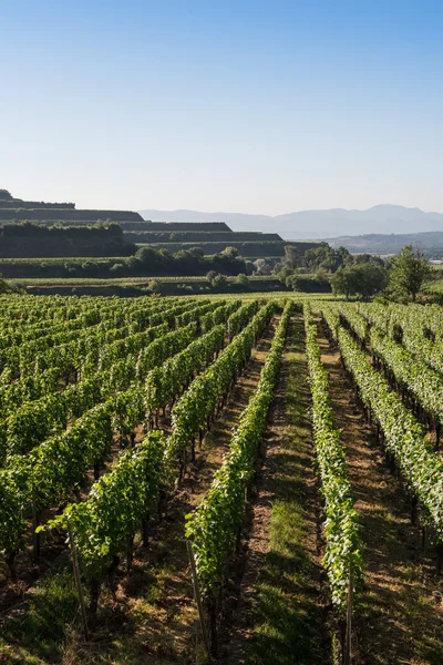 Hermosas terrazas de viñedo en Ihringen, sur de Alemania — Foto de Stock