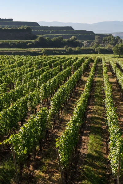 Splendide terrazze del vigneto a Ihringen, Germania meridionale — Foto Stock