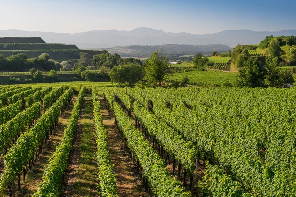 Hermosas terrazas de viñedo en Ihringen, sur de Alemania — Foto de Stock