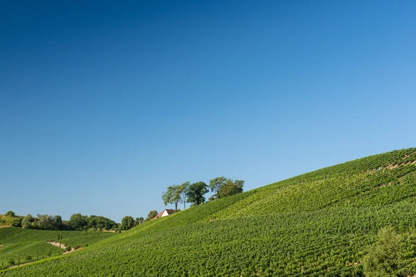 Beautiful Vineyard Landscape In Ihringen, South Germany — Stock Photo, Image