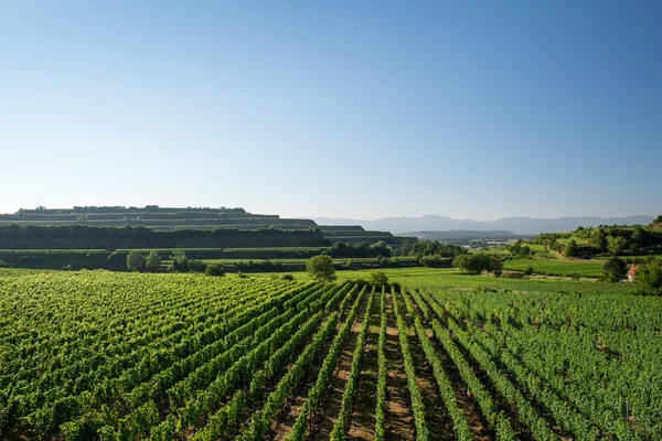 Terraços belos da vinha em Ihringen, Alemanha do Sul — Fotografia de Stock