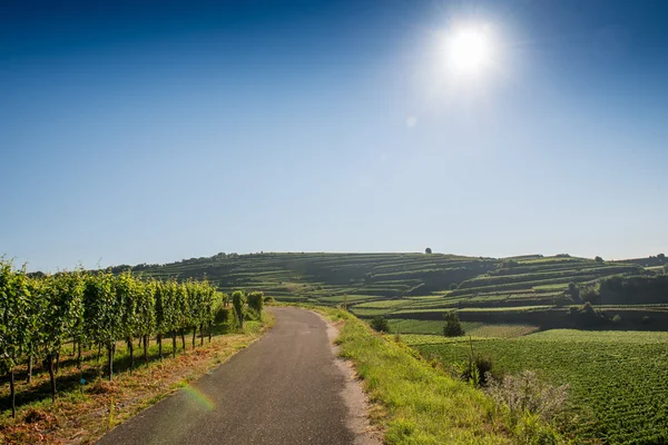 Prachtige wijngaard landschap In Schönebeck, Zuid-Duitsland — Stockfoto