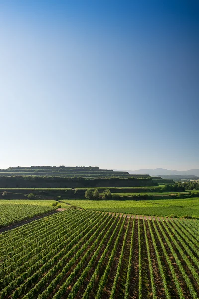 Terraços belos da vinha em Ihringen, Alemanha do Sul — Fotografia de Stock