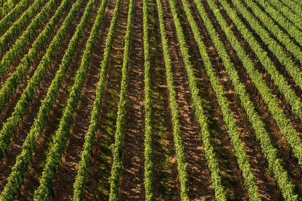 Belle file di vigneti — Foto Stock