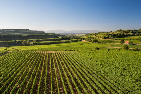 Terraços belos da vinha em Ihringen, Alemanha do Sul — Fotografia de Stock