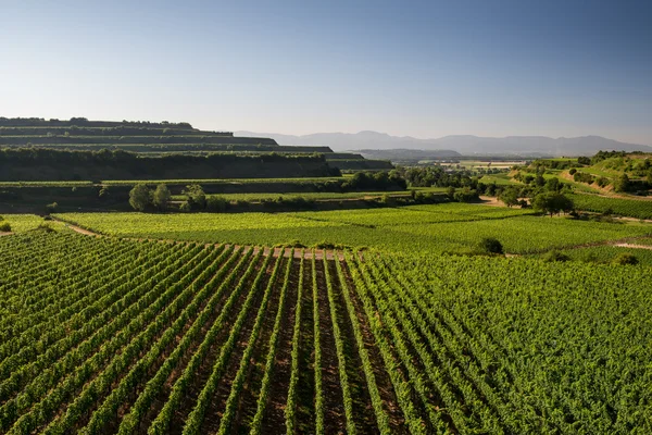 Terraços belos da vinha em Ihringen, Alemanha do Sul — Fotografia de Stock