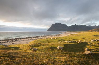 Koyunlar, Unstad köyü, okyanus ve dağlar, Lofoten, Norveç manzarası