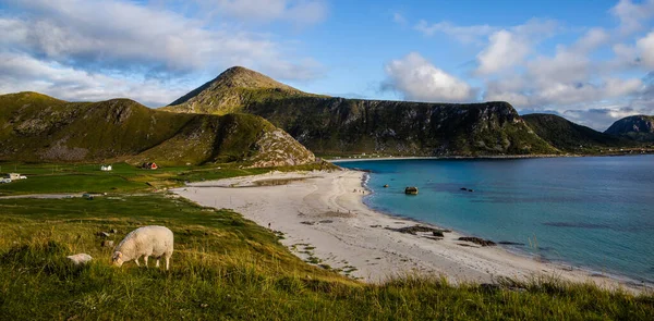 Blick Auf Schafe Strand Meer Und Berge Auf Dem Wanderweg — Stockfoto