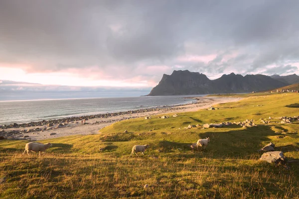 Malerischer Sonnenuntergang Blick Auf Schafe Unstad Dorf Meer Und Berge — Stockfoto