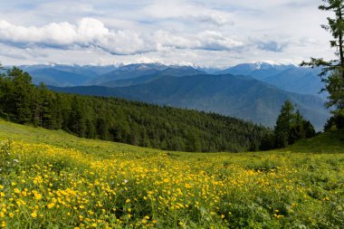 Tyungur köyü yakınlarındaki bulutlu gökyüzüne karşı Altai dağlarının manzarası ve çiçek açan çayır manzarası.