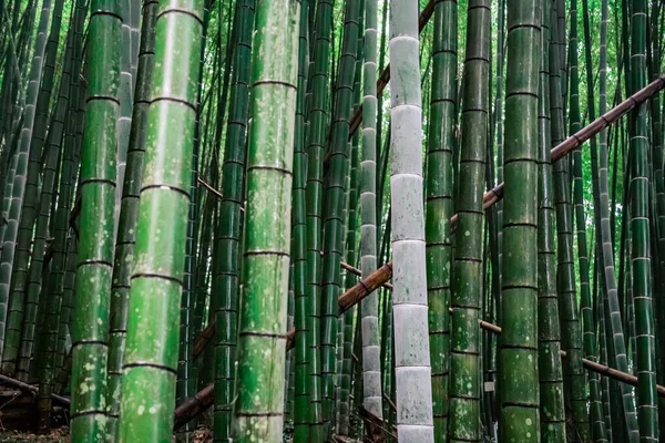 Harmonischer Blick Auf Bambus Rille Takeo Stadt Japan — Stockfoto